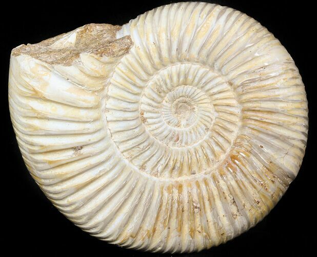 Perisphinctes Ammonite - Jurassic #45402
